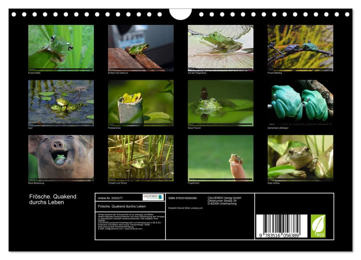 Bild: 9783516056389 | Frösche. Quakend durchs Leben (Wandkalender 2026 DIN A4 quer),...