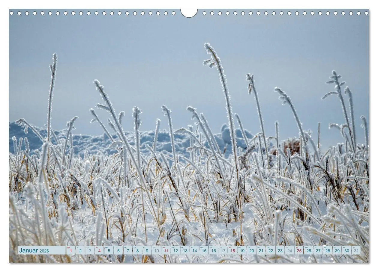 Bild: 9783457906989 | Wildwuchs 2026 (Wandkalender 2026 DIN A3 quer), CALVENDO...