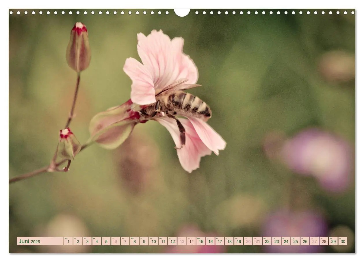 Bild: 9783457906989 | Wildwuchs 2026 (Wandkalender 2026 DIN A3 quer), CALVENDO...