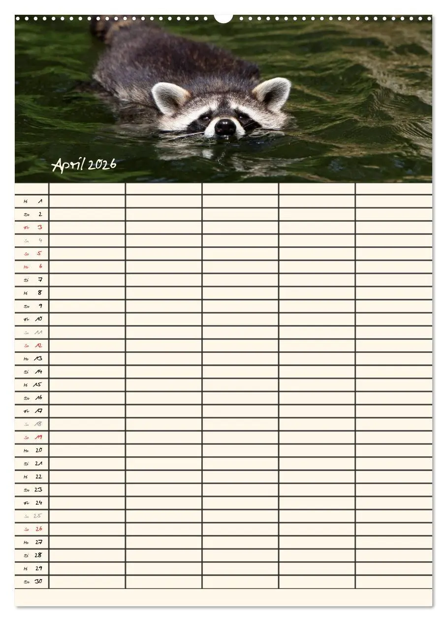 Bild: 9783516476989 | Waschbären Familienplaner (hochwertiger Premium Wandkalender 2026...
