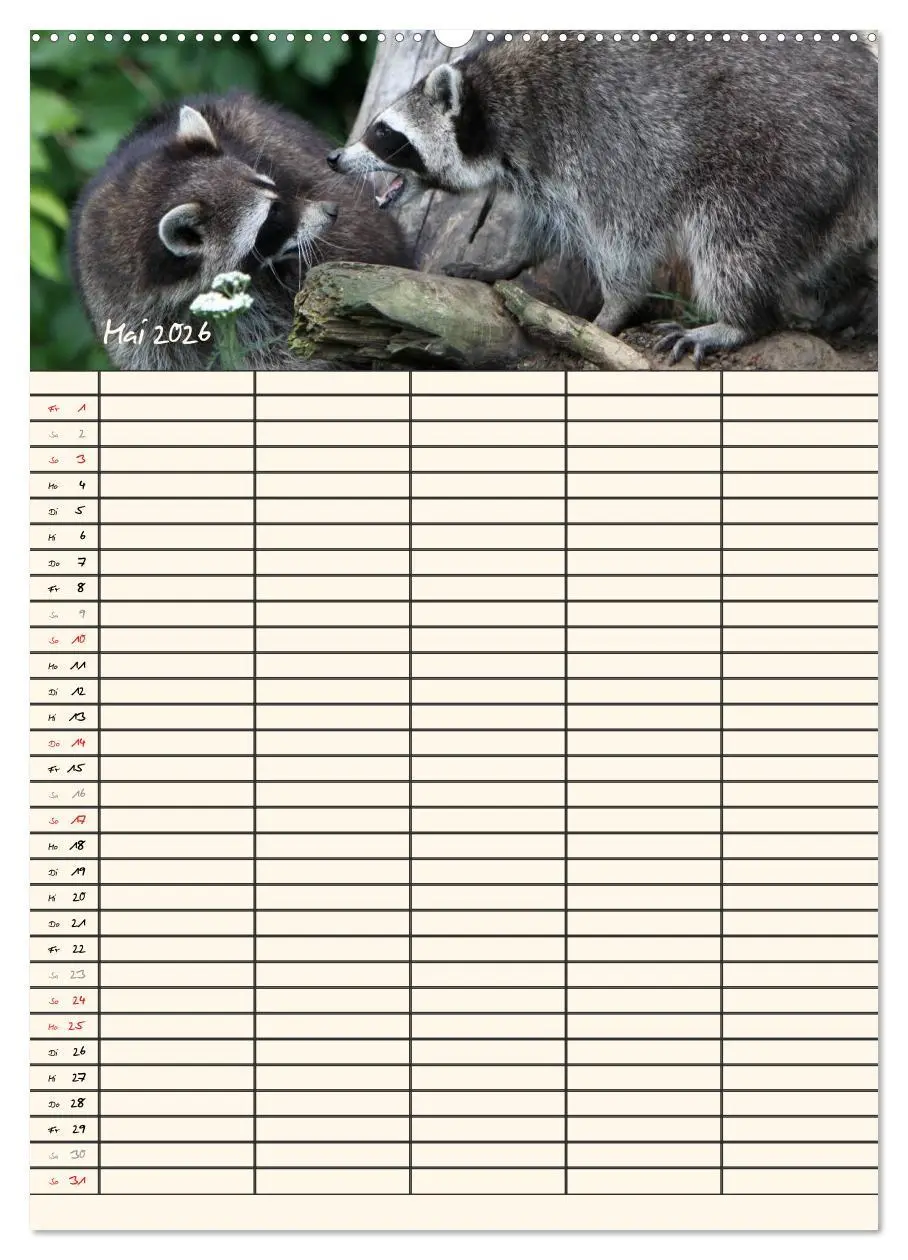 Bild: 9783516476989 | Waschbären Familienplaner (hochwertiger Premium Wandkalender 2026...