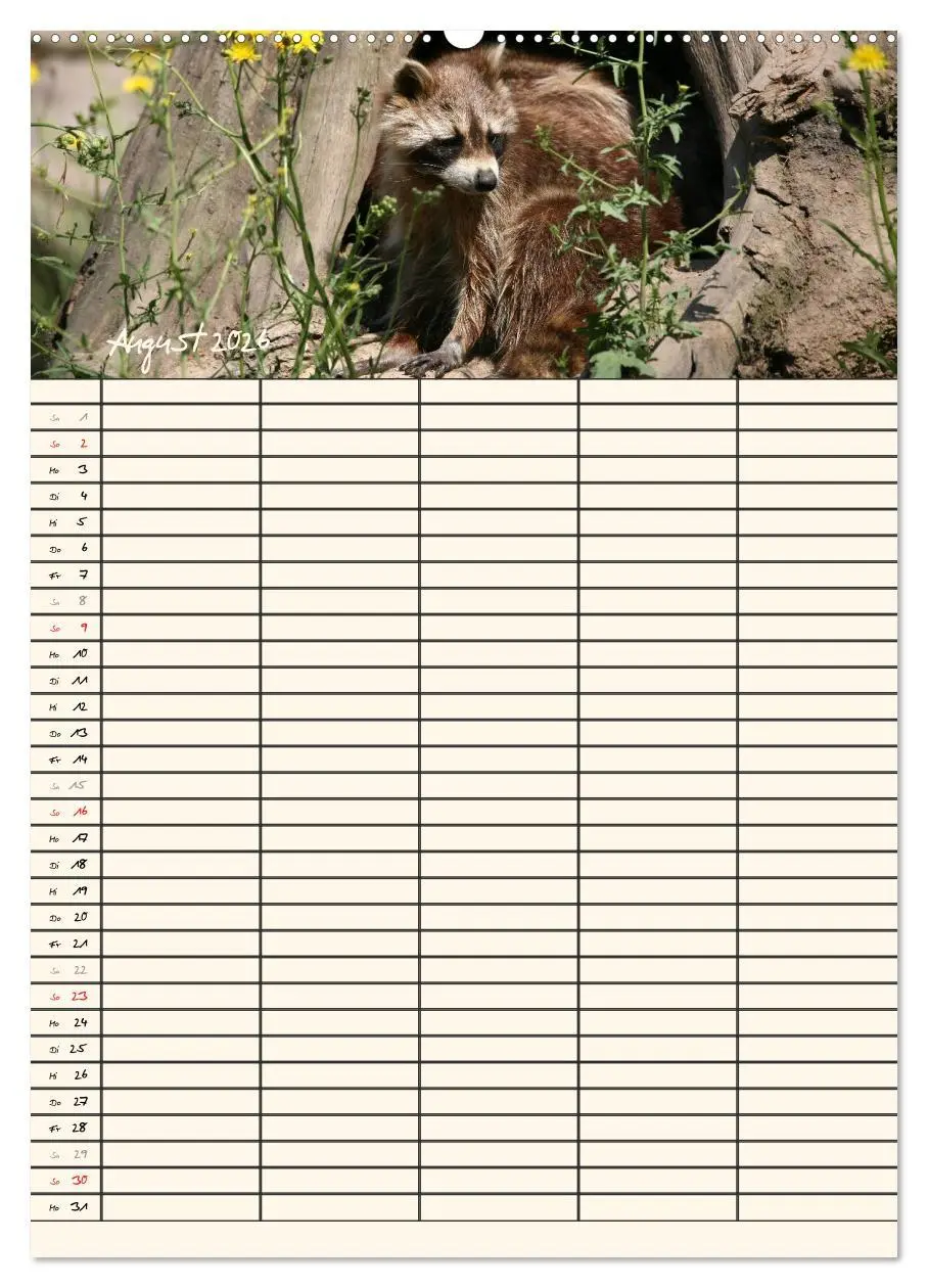 Bild: 9783516476989 | Waschbären Familienplaner (hochwertiger Premium Wandkalender 2026...