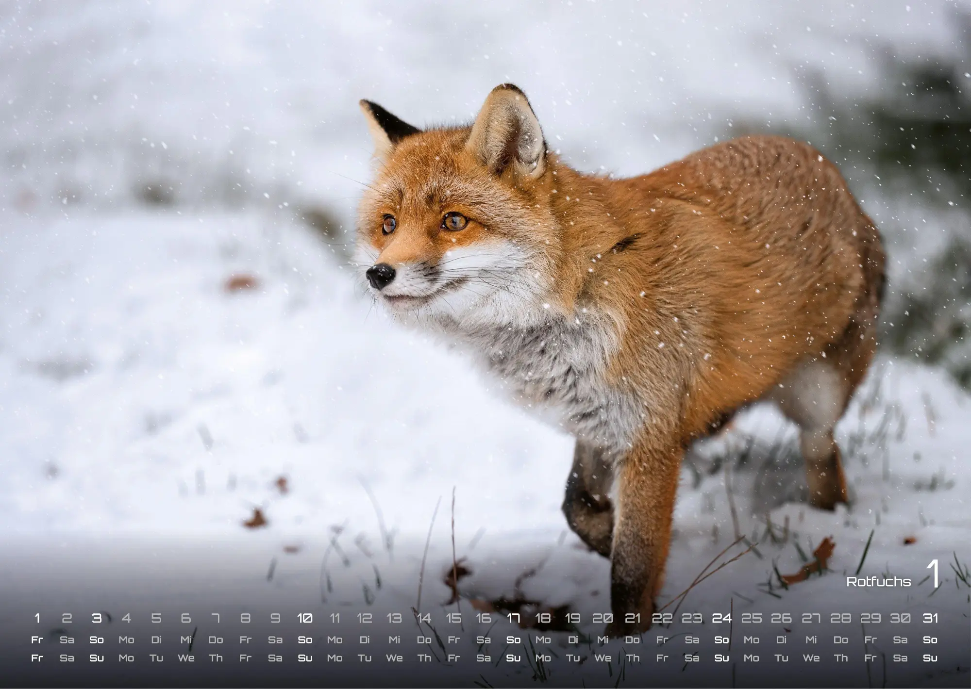Bild: 9783986736989 | Waldtiere - Heimische Waldbewohner - Der Tierkalender - 2027 -...