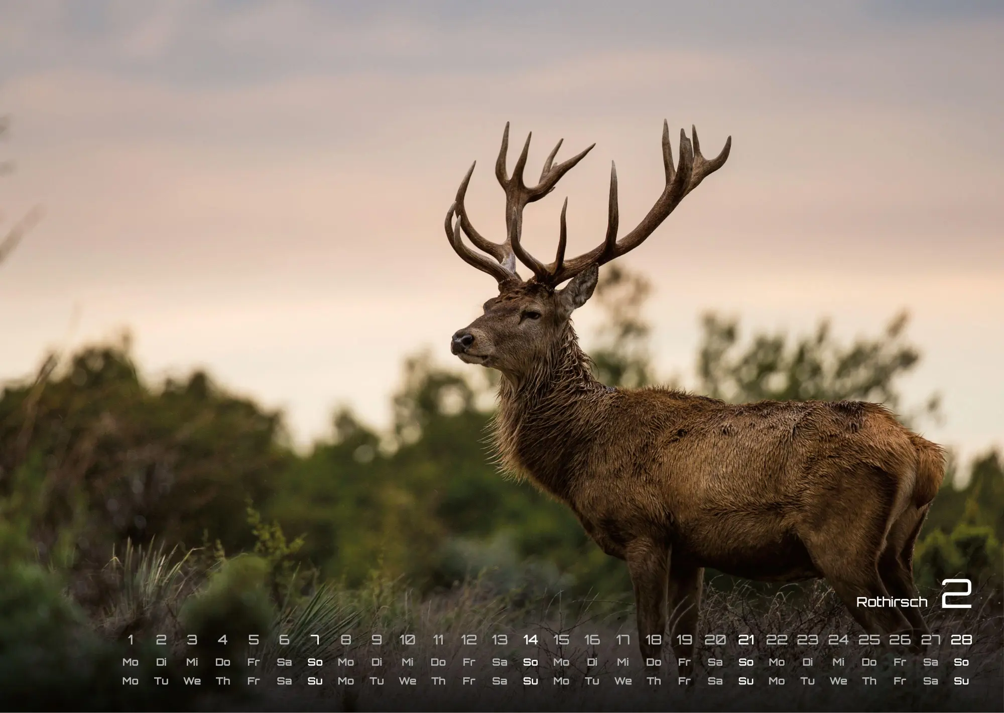 Bild: 9783986736989 | Waldtiere - Heimische Waldbewohner - Der Tierkalender - 2027 -...