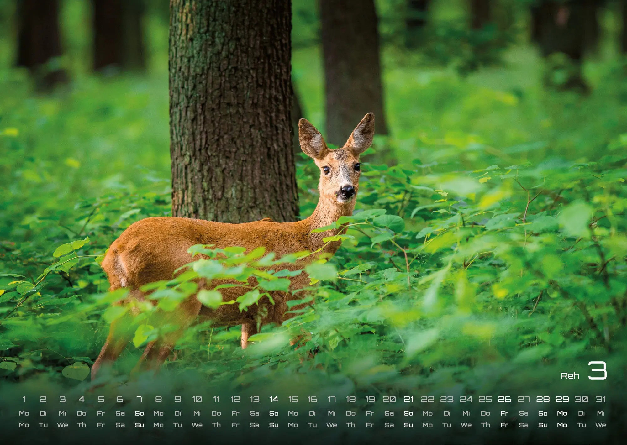 Bild: 9783986736989 | Waldtiere - Heimische Waldbewohner - Der Tierkalender - 2027 -...