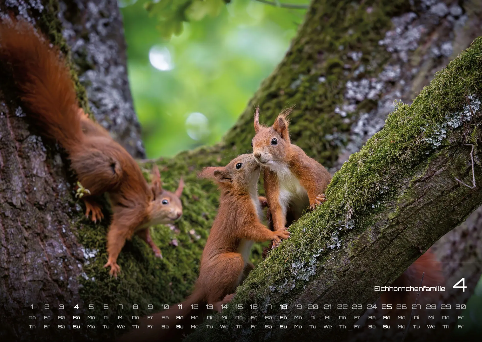 Bild: 9783986736989 | Waldtiere - Heimische Waldbewohner - Der Tierkalender - 2027 -...