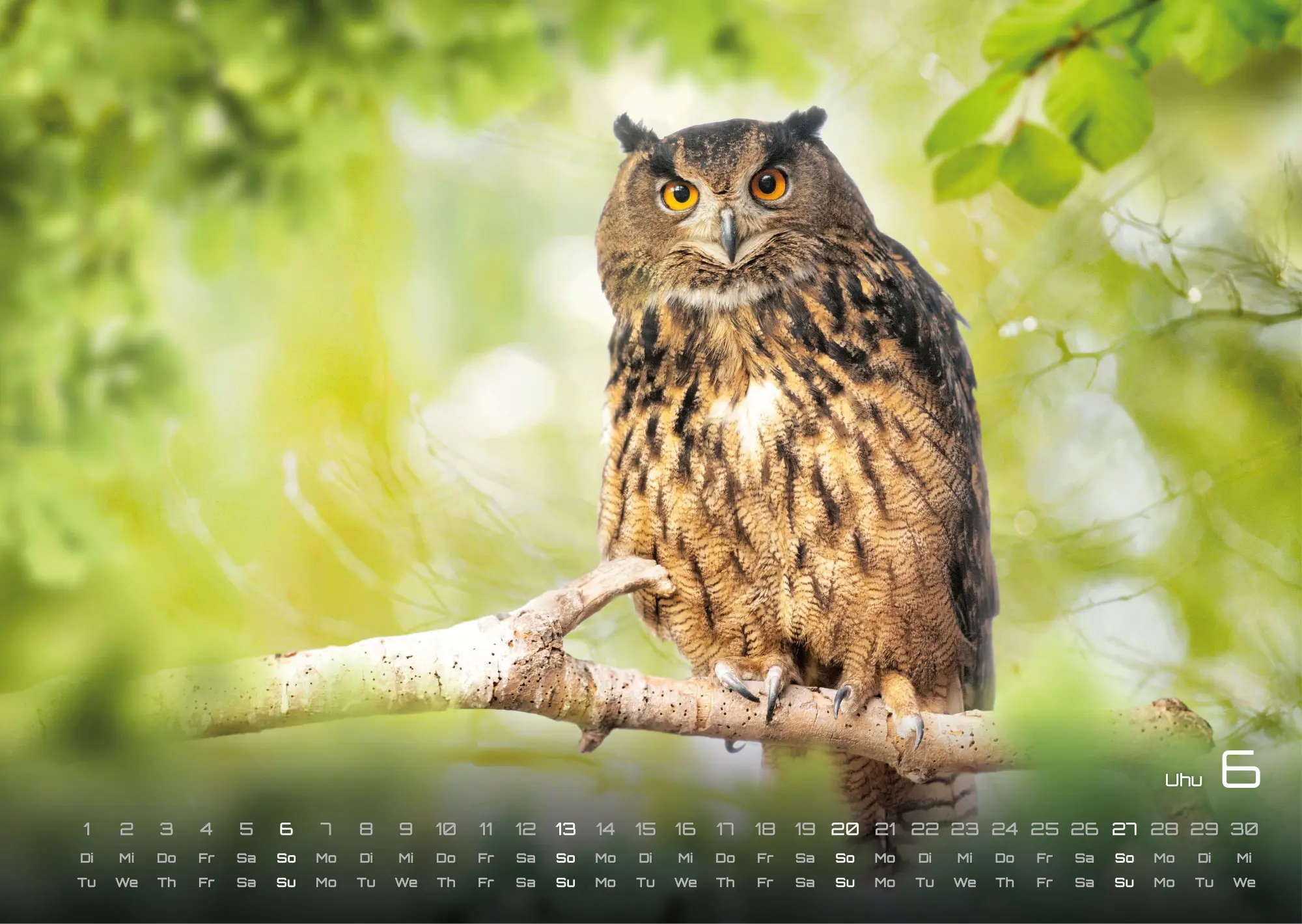 Bild: 9783986736989 | Waldtiere - Heimische Waldbewohner - Der Tierkalender - 2027 -...