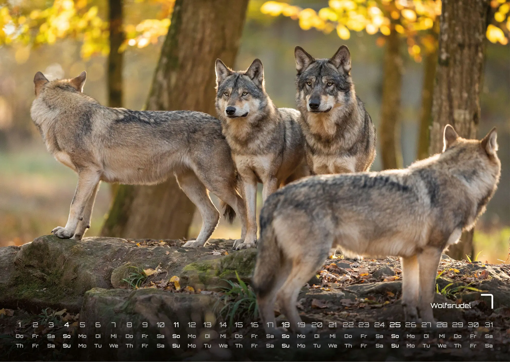 Bild: 9783986736989 | Waldtiere - Heimische Waldbewohner - Der Tierkalender - 2027 -...