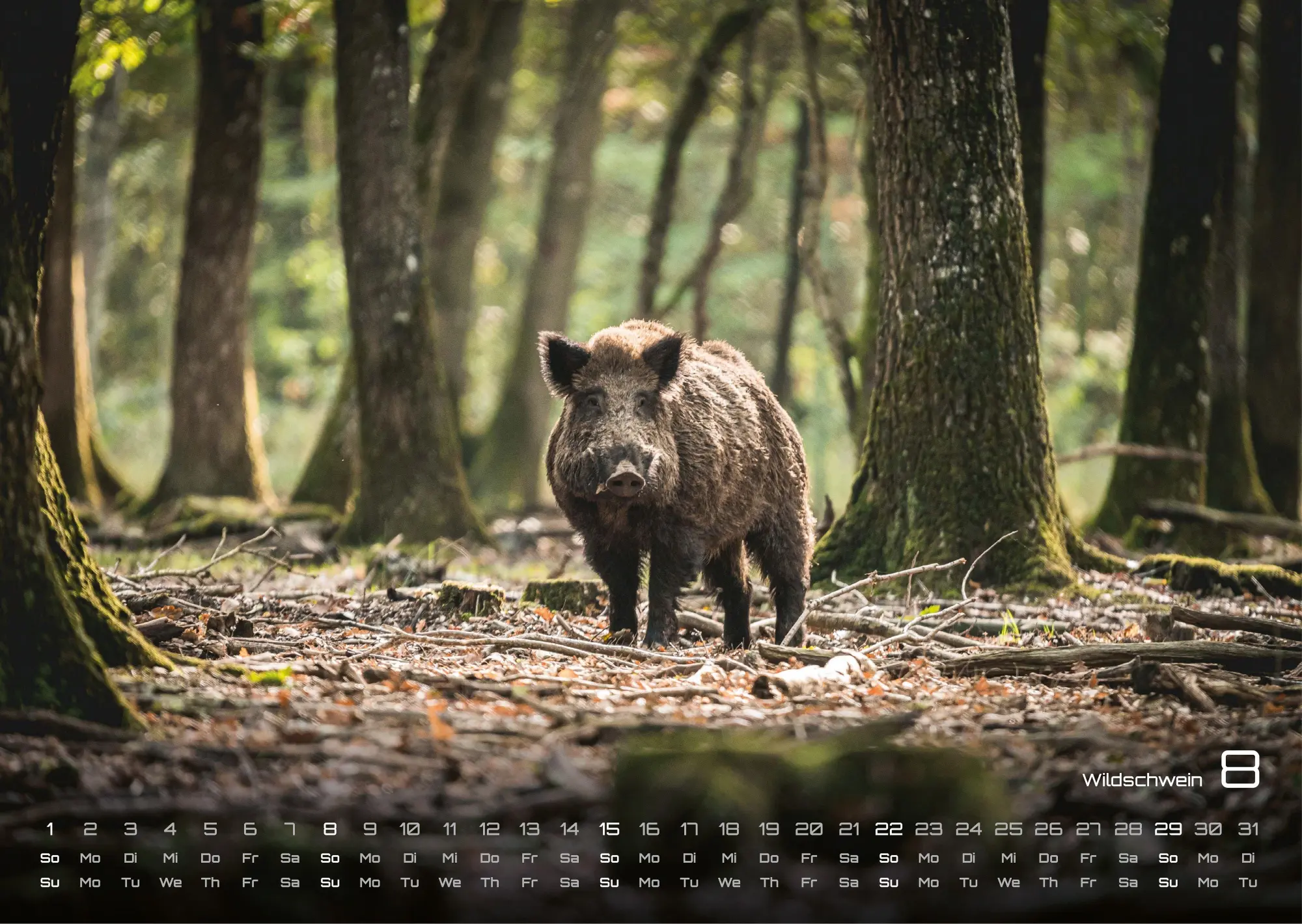 Bild: 9783986736989 | Waldtiere - Heimische Waldbewohner - Der Tierkalender - 2027 -...