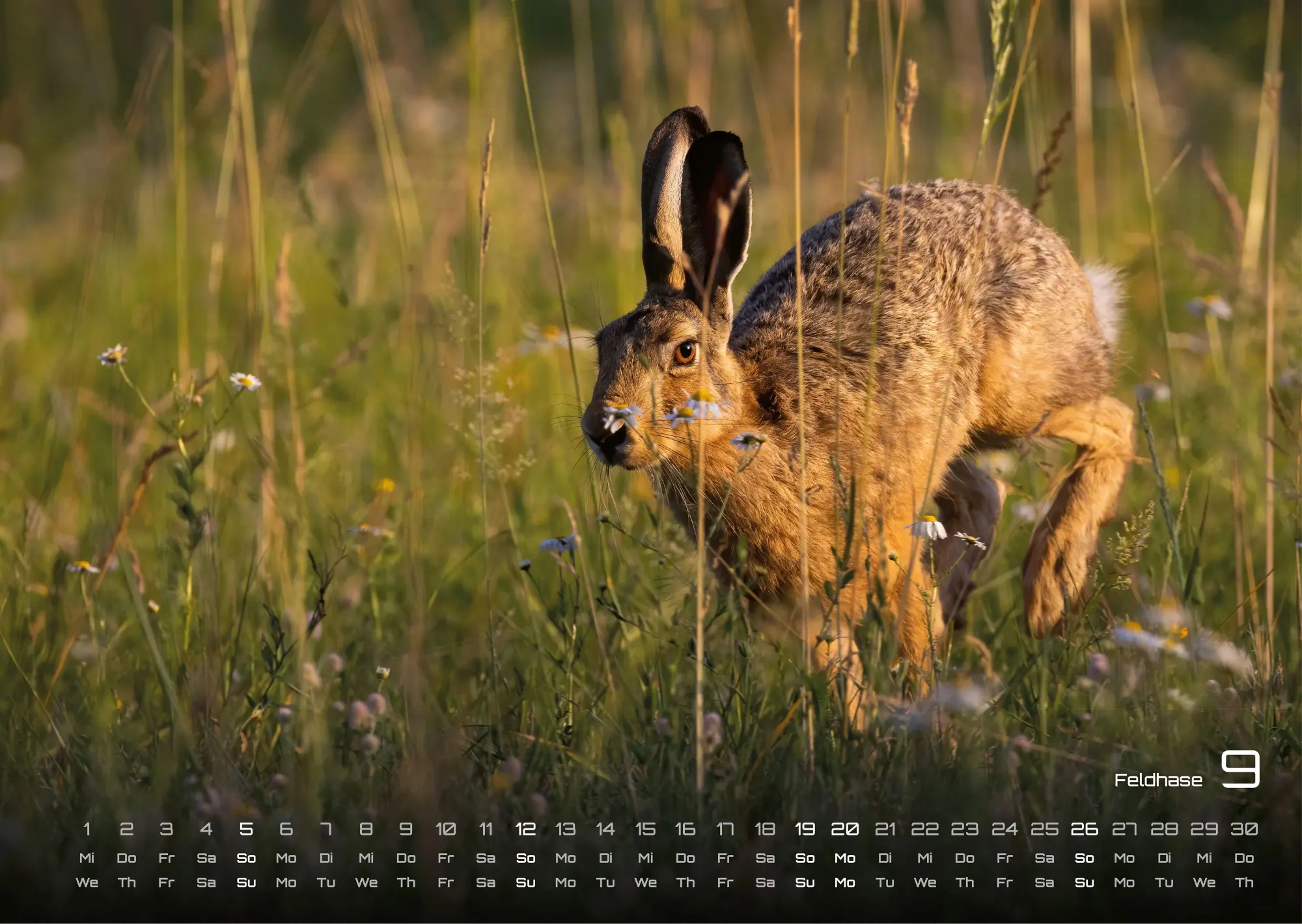 Bild: 9783986736989 | Waldtiere - Heimische Waldbewohner - Der Tierkalender - 2027 -...