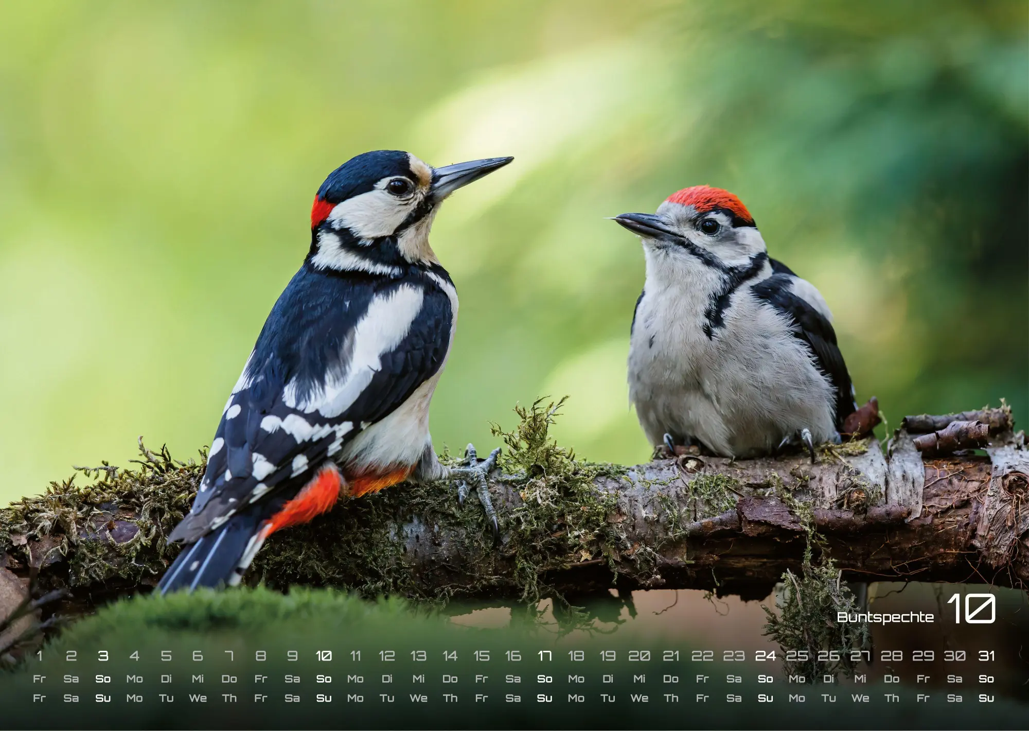 Bild: 9783986736989 | Waldtiere - Heimische Waldbewohner - Der Tierkalender - 2027 -...