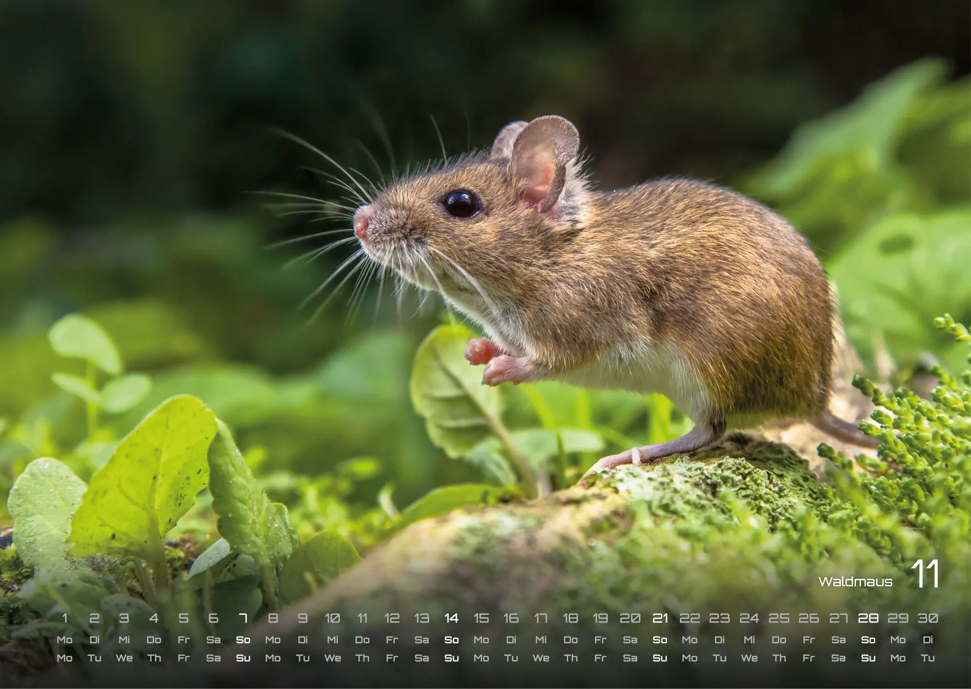 Bild: 9783986736989 | Waldtiere - Heimische Waldbewohner - Der Tierkalender - 2027 -...