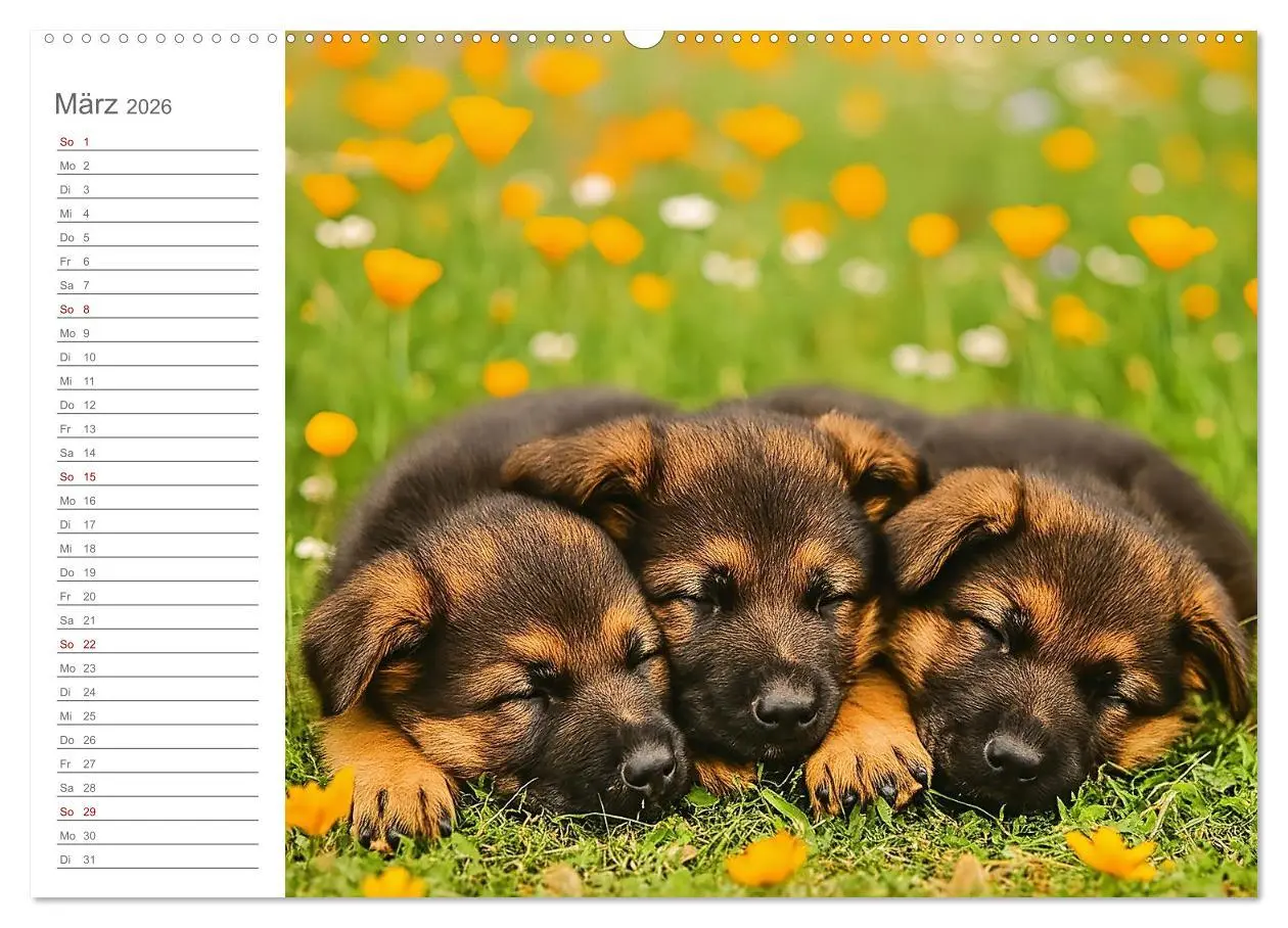 Bild: 9783457647189 | Schäferhundliebe - Deine tägliche Dosis Welpenfreude - ganz ohne...