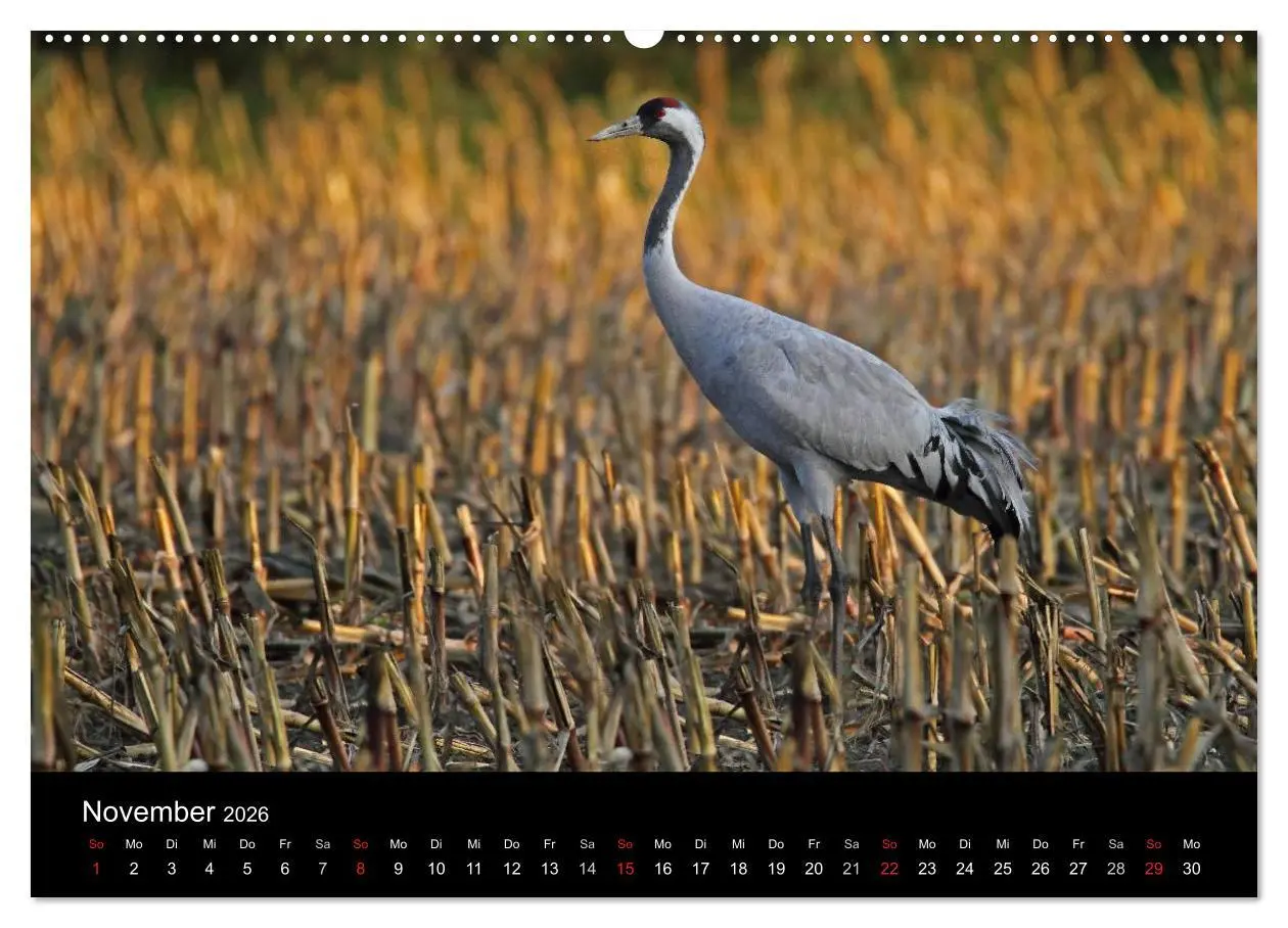 Bild: 9783516117189 | Kranich-Land Brandenburg (Wandkalender 2026 DIN A2 quer), CALVENDO...