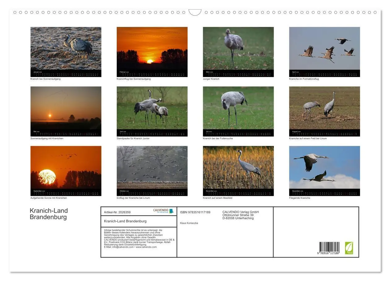Bild: 9783516117189 | Kranich-Land Brandenburg (Wandkalender 2026 DIN A2 quer), CALVENDO...