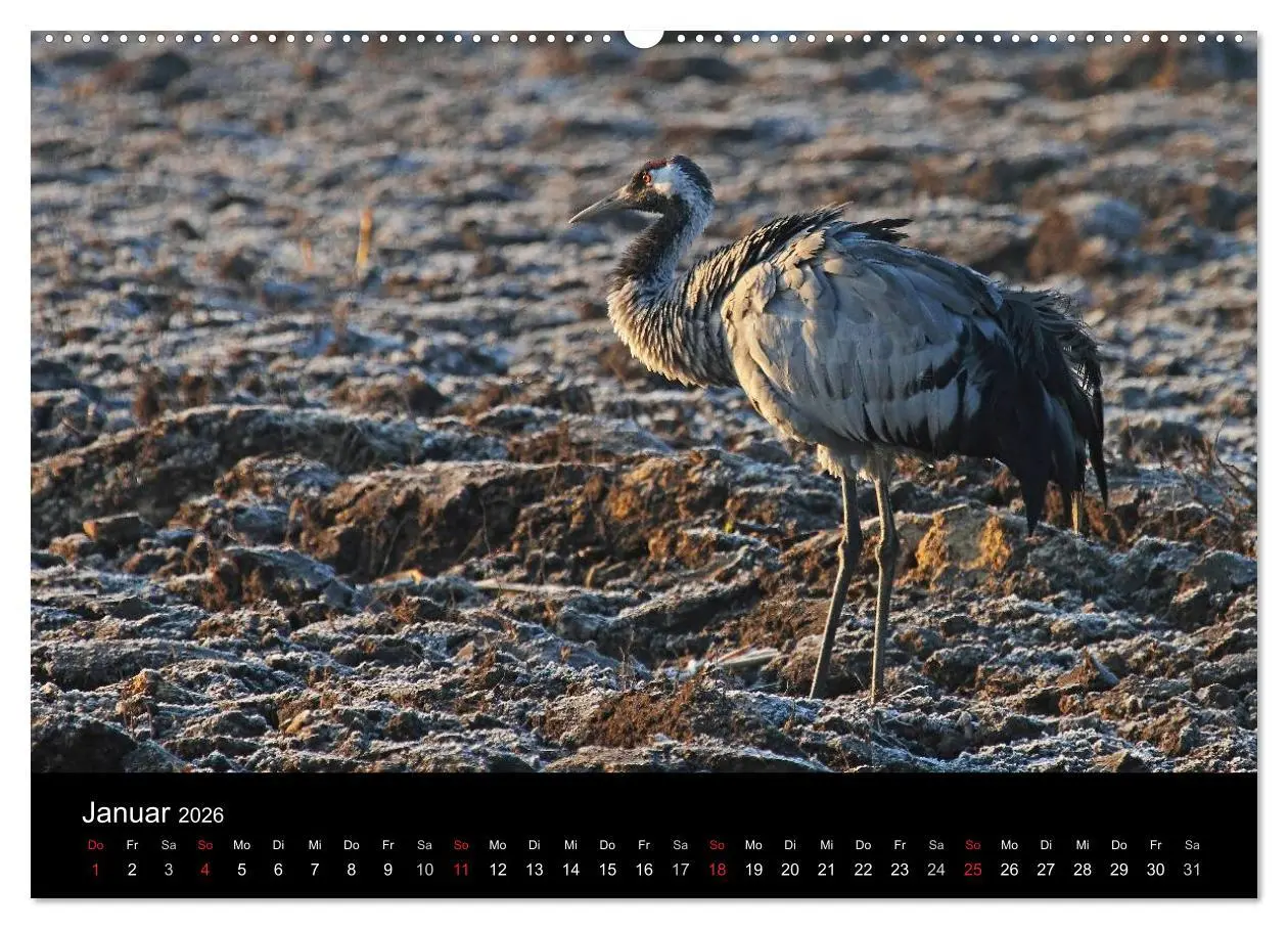 Bild: 9783516117189 | Kranich-Land Brandenburg (Wandkalender 2026 DIN A2 quer), CALVENDO...