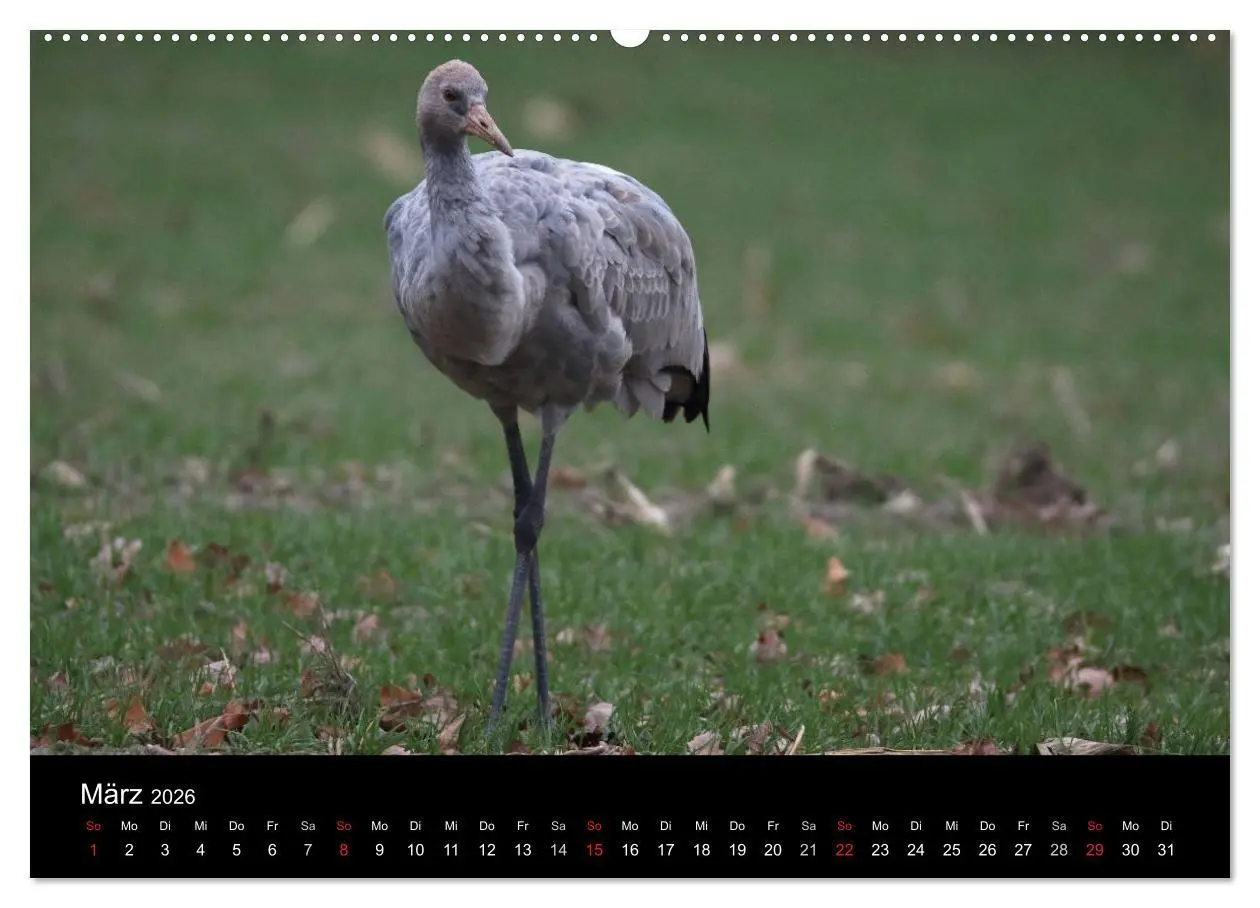Bild: 9783516117189 | Kranich-Land Brandenburg (Wandkalender 2026 DIN A2 quer), CALVENDO...