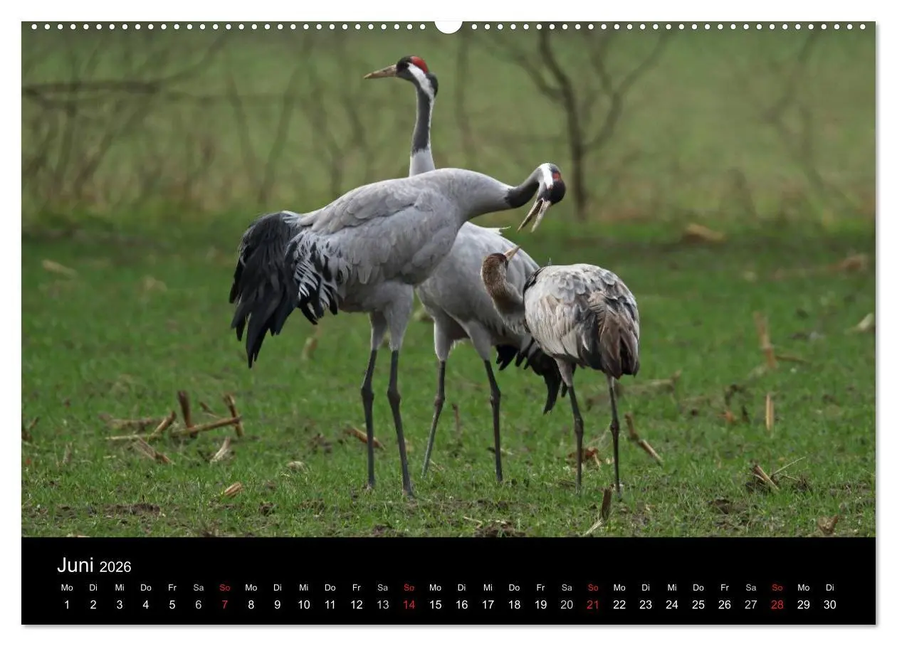 Bild: 9783516117189 | Kranich-Land Brandenburg (Wandkalender 2026 DIN A2 quer), CALVENDO...