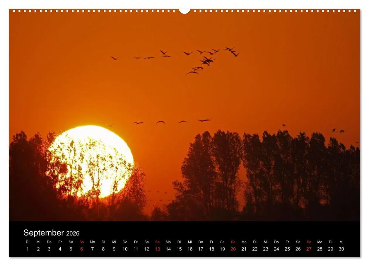 Bild: 9783516117189 | Kranich-Land Brandenburg (Wandkalender 2026 DIN A2 quer), CALVENDO...
