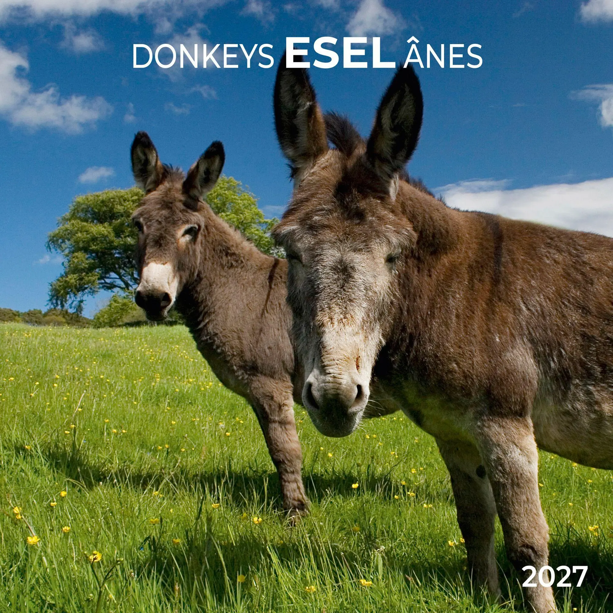 Cover: 9783959297189 | Esel / Donkeys 2027 | Kalender 2027 | Kalender | Artwork Edition