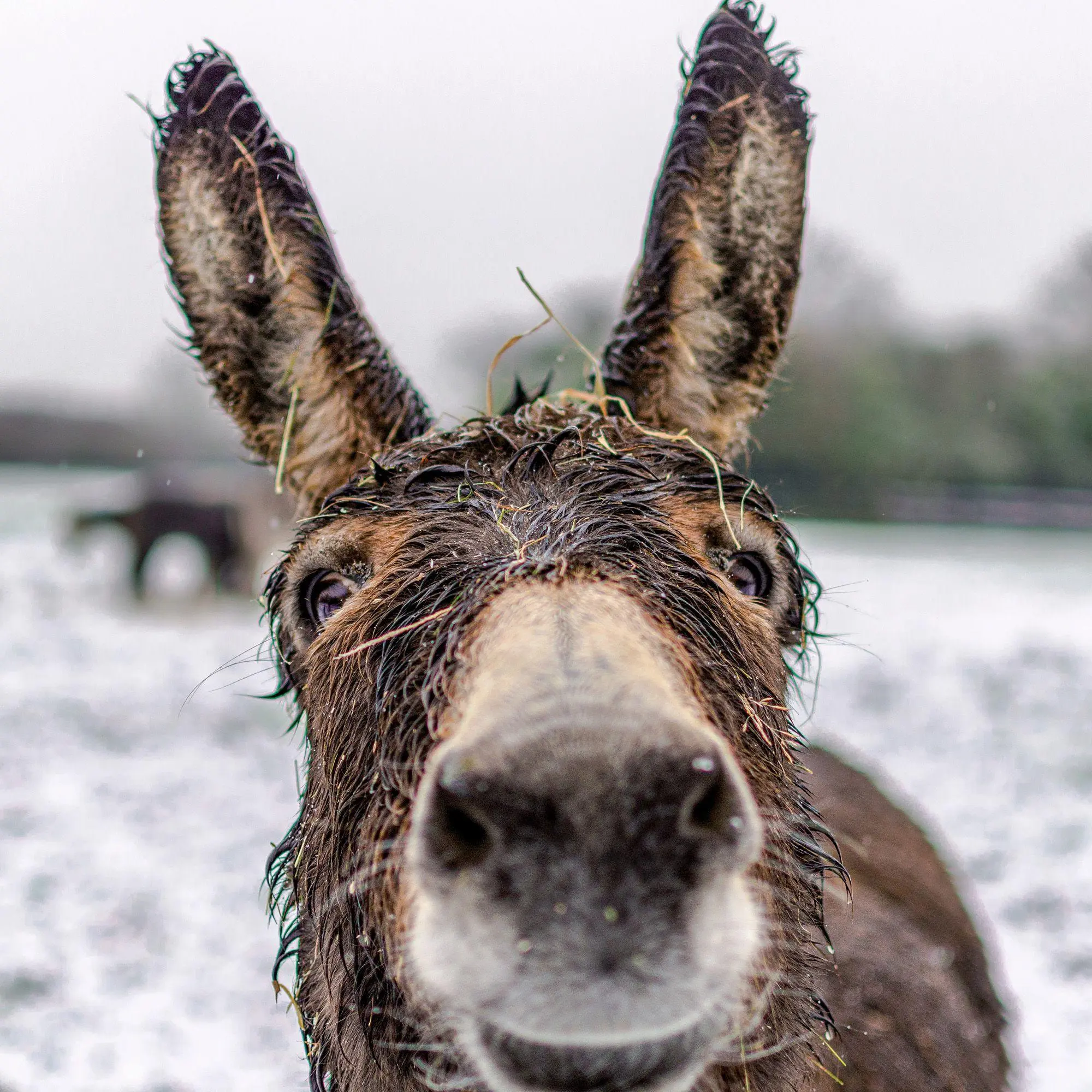 Bild: 9783959297189 | Esel / Donkeys 2027 | Kalender 2027 | Kalender | Artwork Edition