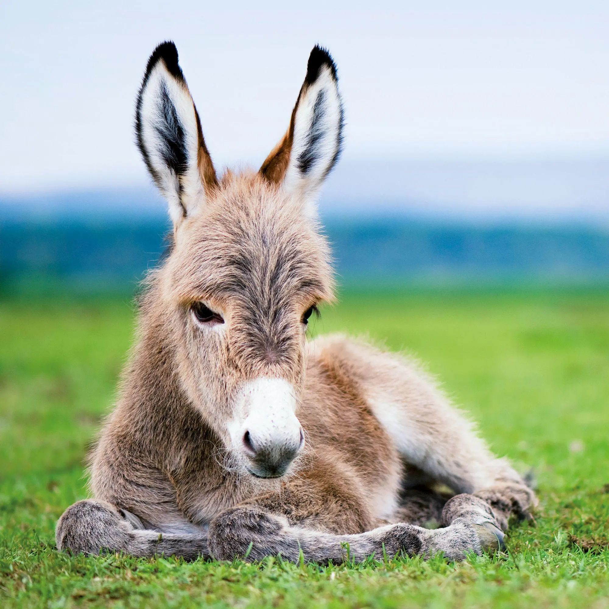 Bild: 9783959297189 | Esel / Donkeys 2027 | Kalender 2027 | Kalender | Artwork Edition