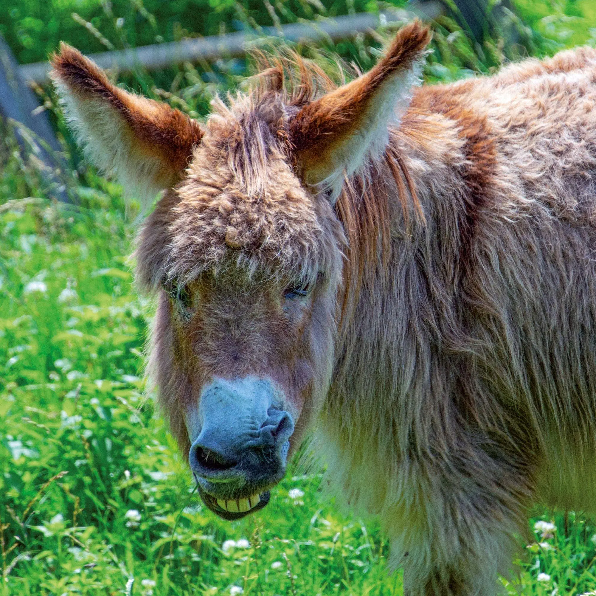 Bild: 9783959297189 | Esel / Donkeys 2027 | Kalender 2027 | Kalender | Artwork Edition