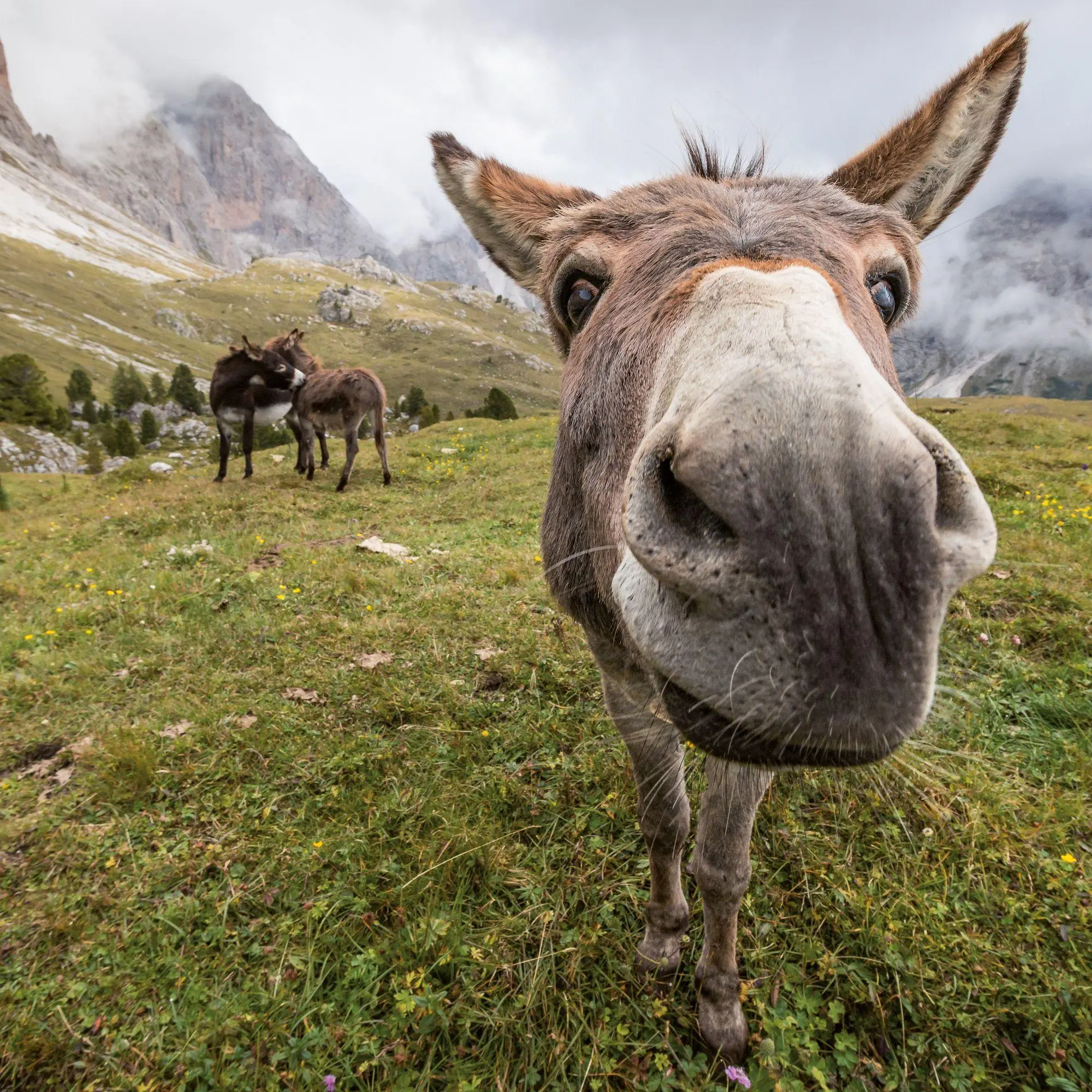 Bild: 9783959297189 | Esel / Donkeys 2027 | Kalender 2027 | Kalender | Artwork Edition
