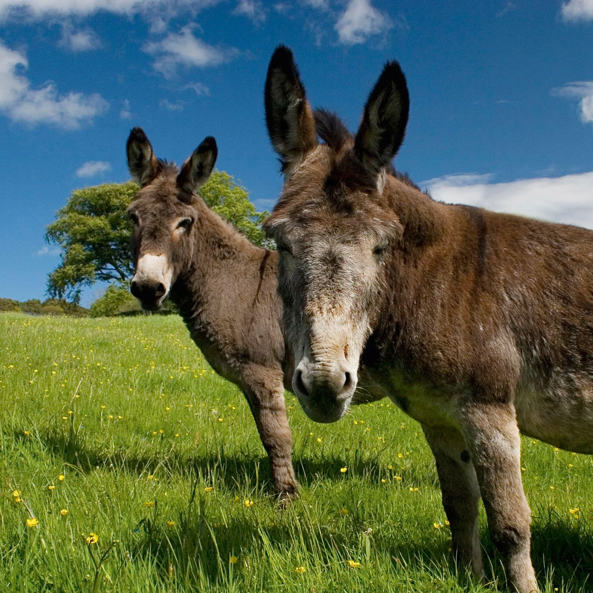 Bild: 9783959297189 | Esel / Donkeys 2027 | Kalender 2027 | Kalender | Artwork Edition