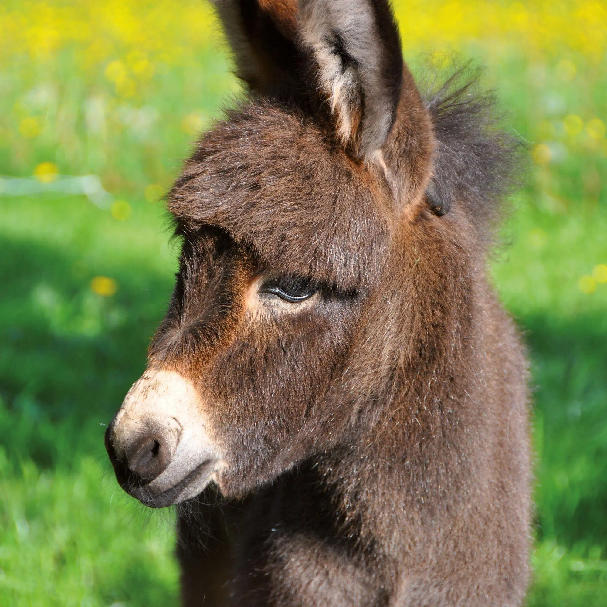 Bild: 9783959297189 | Esel / Donkeys 2027 | Kalender 2027 | Kalender | Artwork Edition