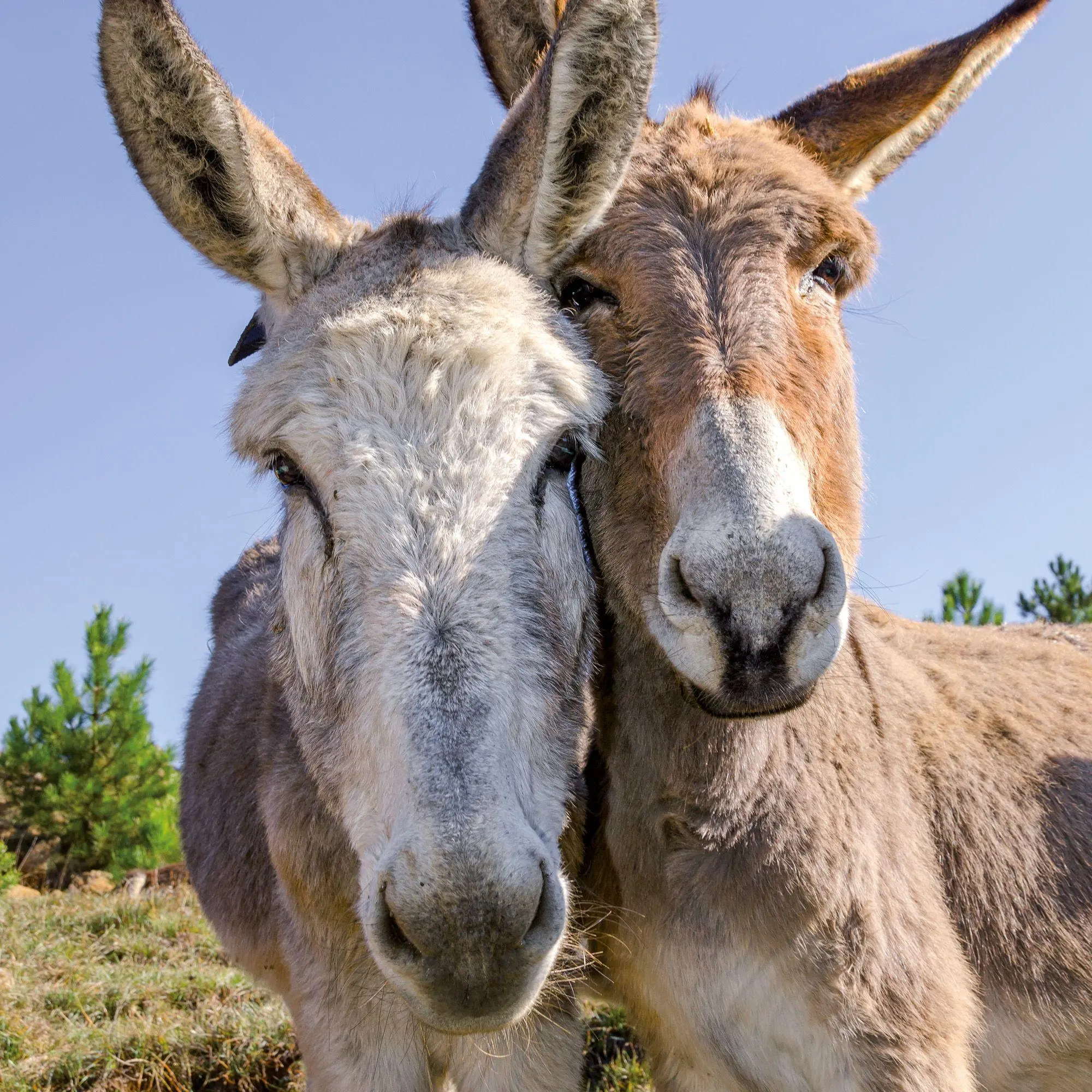 Bild: 9783959297189 | Esel / Donkeys 2027 | Kalender 2027 | Kalender | Artwork Edition