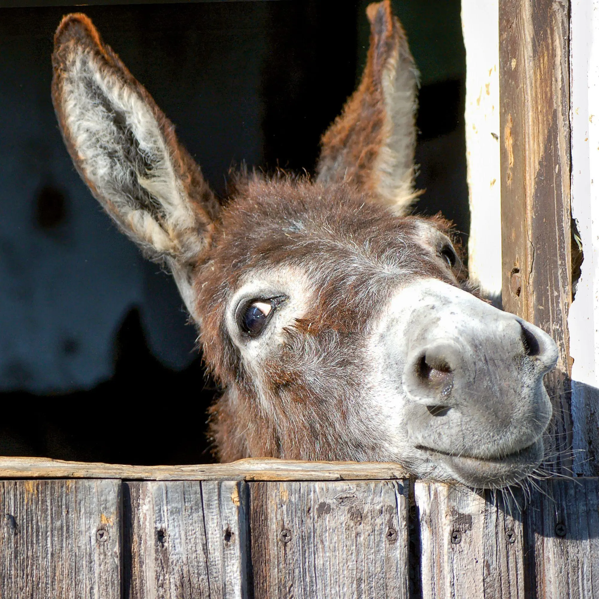 Bild: 9783959297189 | Esel / Donkeys 2027 | Kalender 2027 | Kalender | Artwork Edition