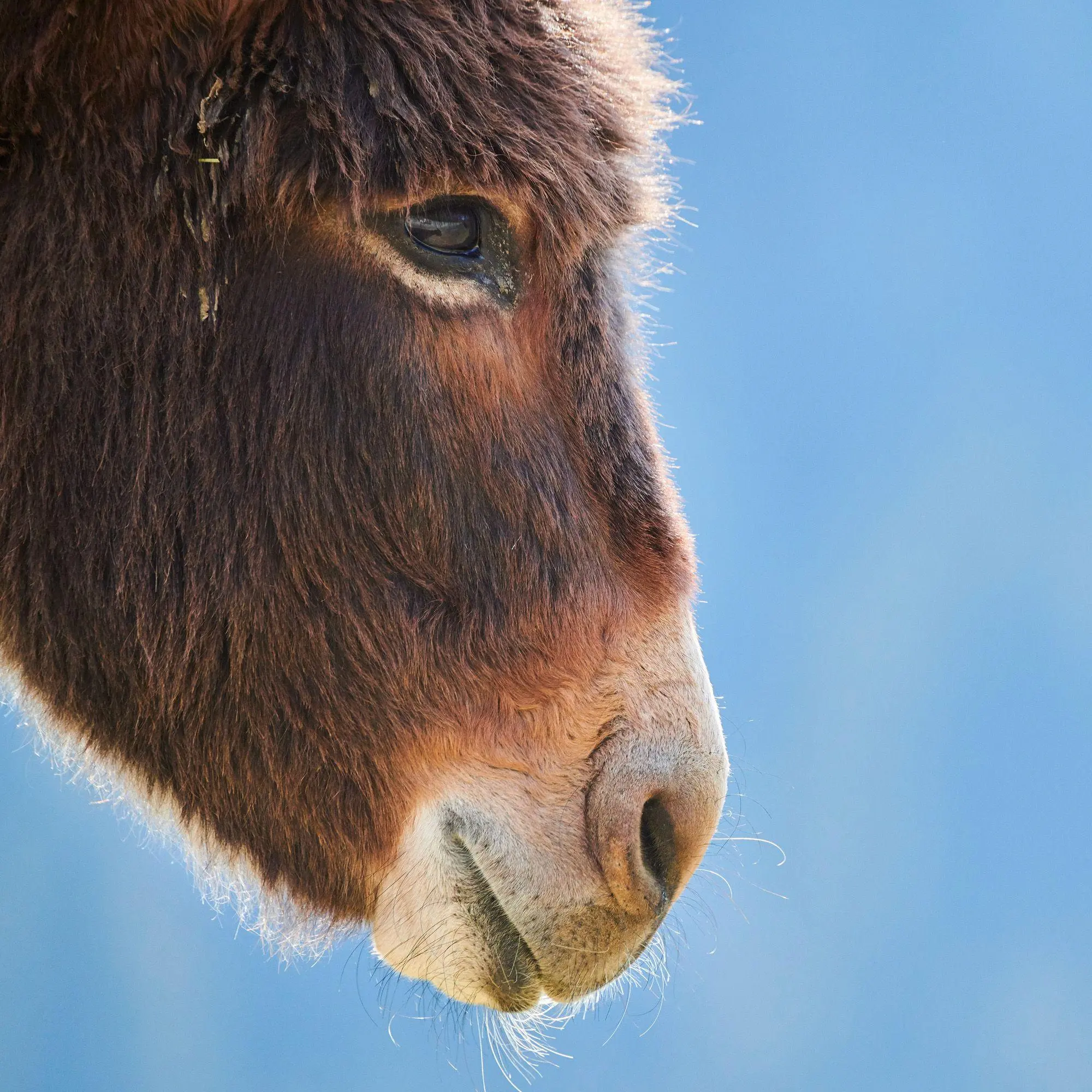 Bild: 9783959297189 | Esel / Donkeys 2027 | Kalender 2027 | Kalender | Artwork Edition