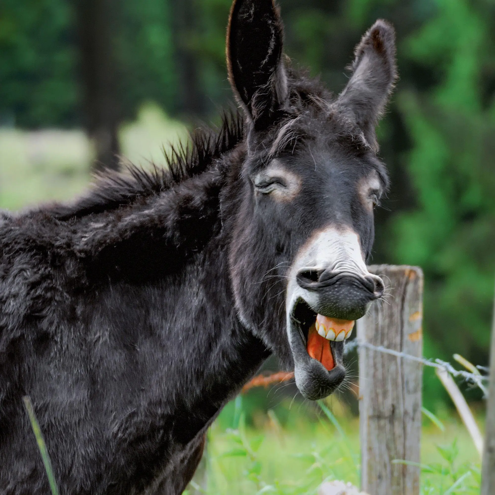 Bild: 9783959297189 | Esel / Donkeys 2027 | Kalender 2027 | Kalender | Artwork Edition