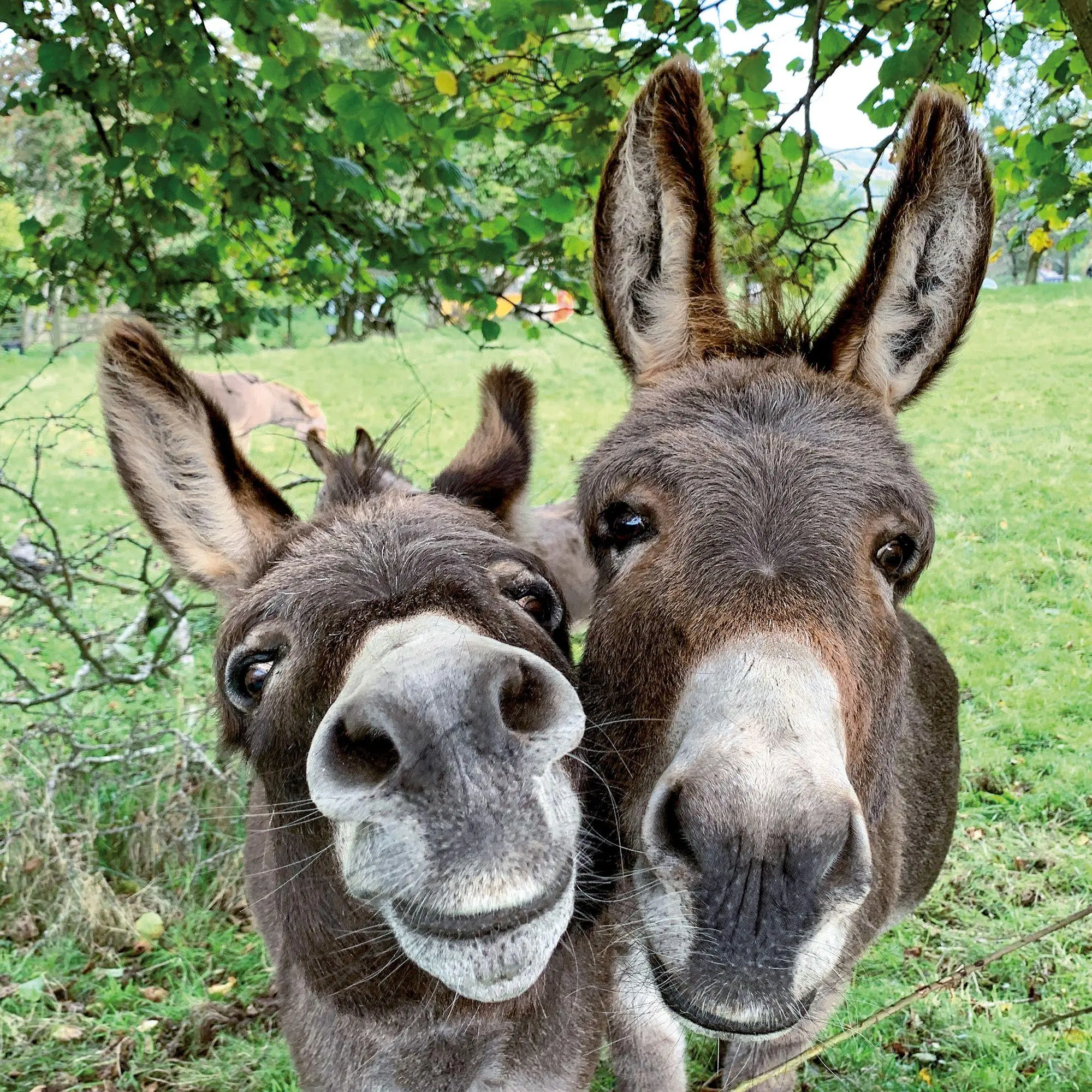 Bild: 9783959297189 | Esel / Donkeys 2027 | Kalender 2027 | Kalender | Artwork Edition