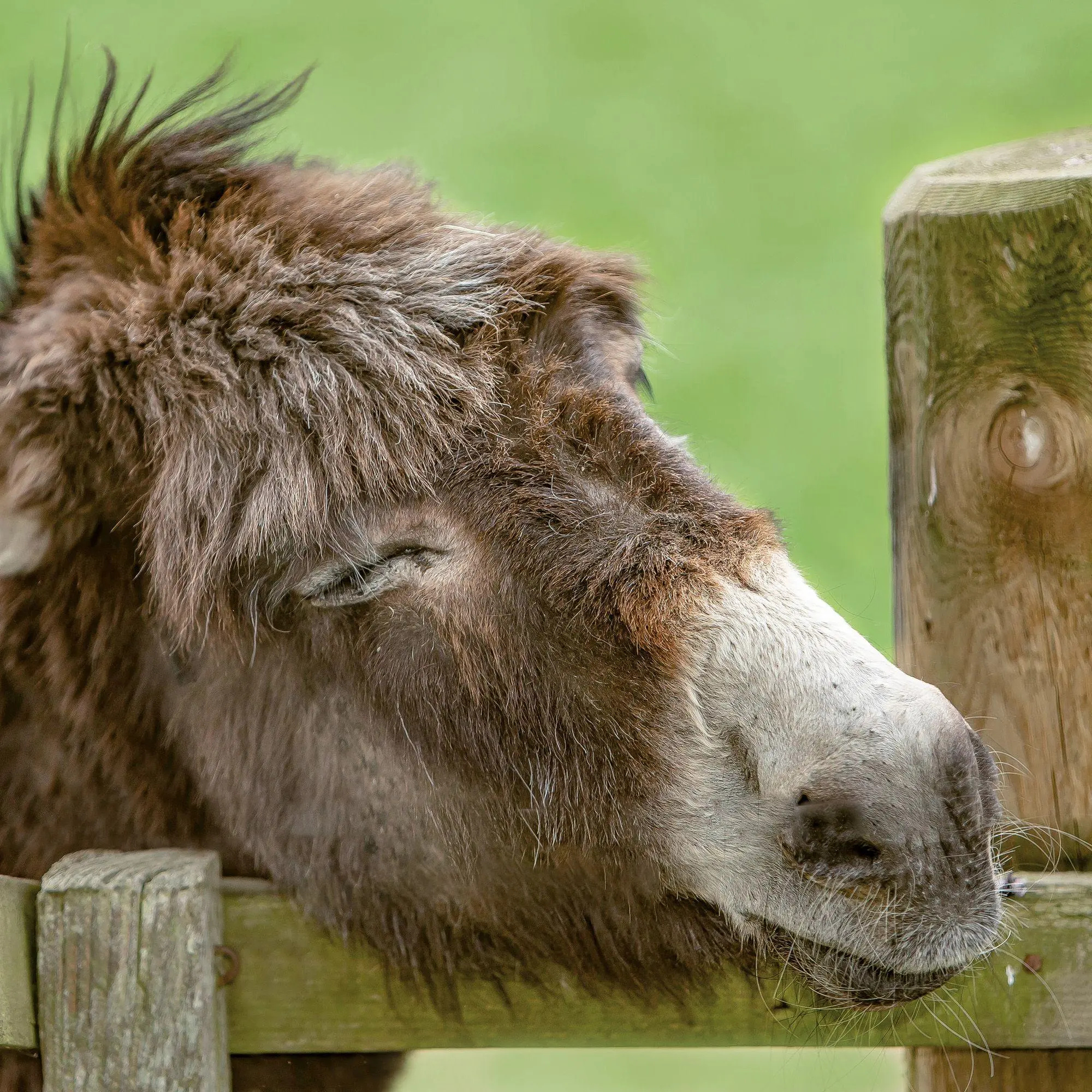 Bild: 9783959297189 | Esel / Donkeys 2027 | Kalender 2027 | Kalender | Artwork Edition