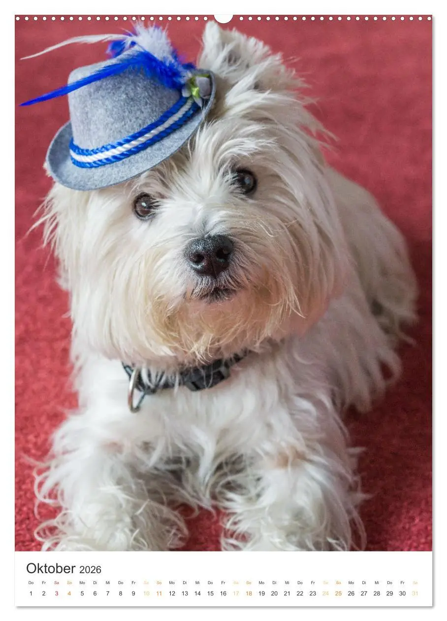 Bild: 9783516277289 | Der Westie - Portrait eines West Highland White Terriers...