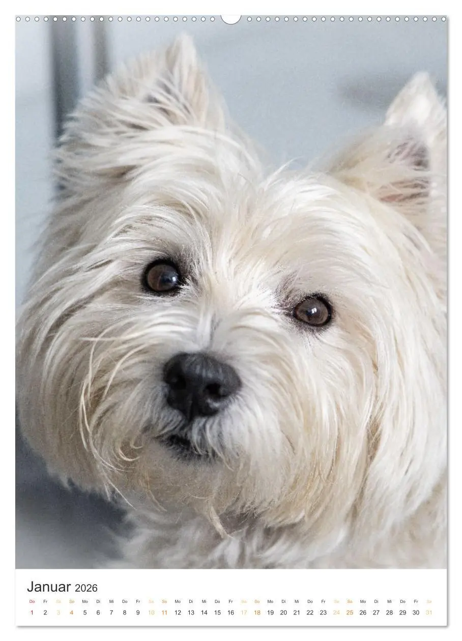 Bild: 9783516277289 | Der Westie - Portrait eines West Highland White Terriers...