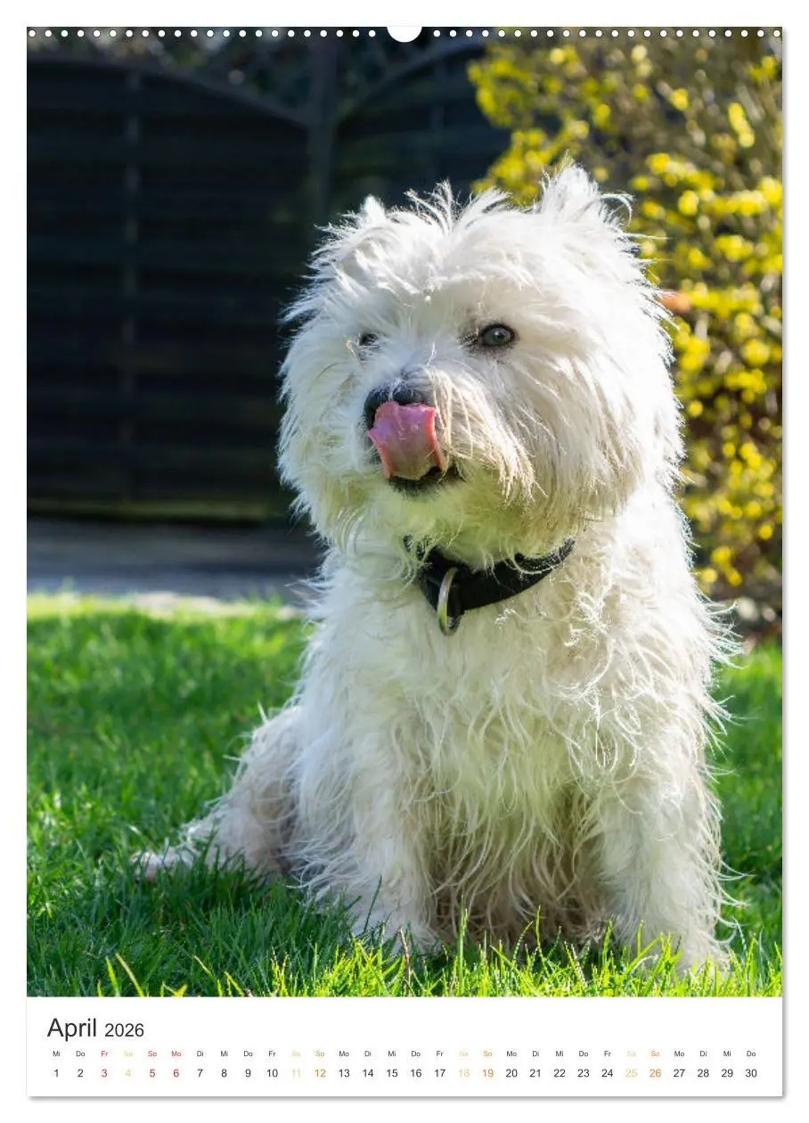 Bild: 9783516277289 | Der Westie - Portrait eines West Highland White Terriers...