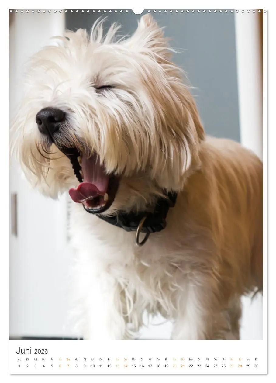 Bild: 9783516277289 | Der Westie - Portrait eines West Highland White Terriers...