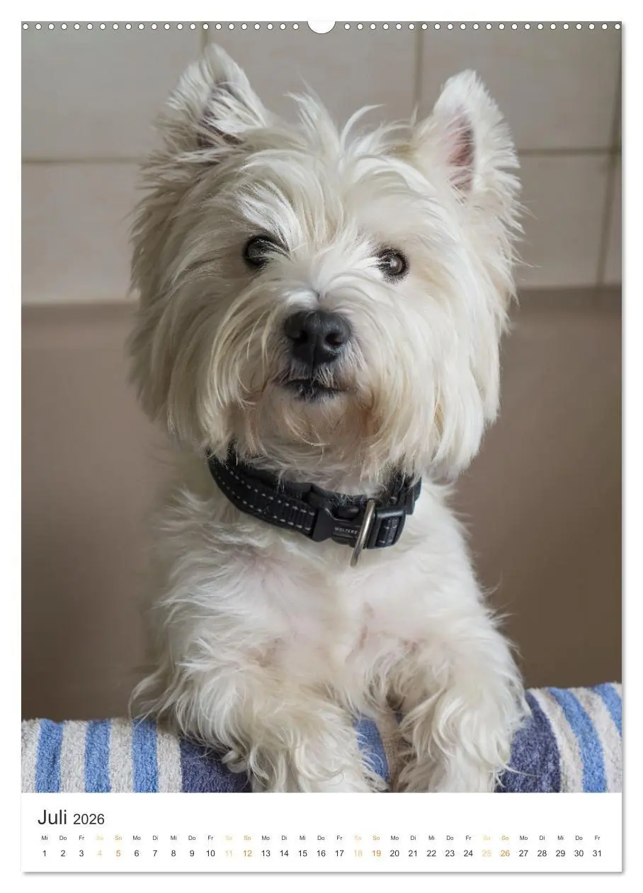 Bild: 9783516277289 | Der Westie - Portrait eines West Highland White Terriers...