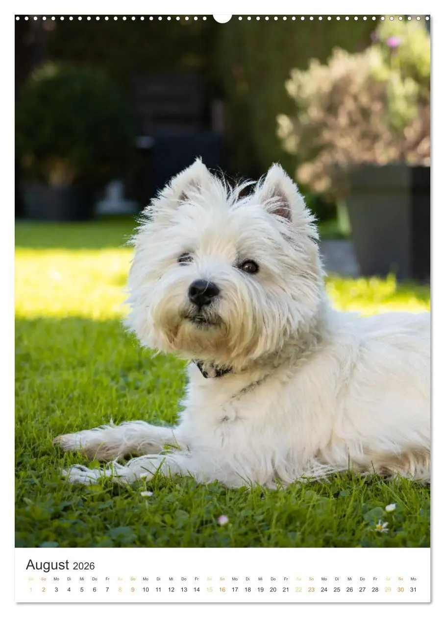 Bild: 9783516277289 | Der Westie - Portrait eines West Highland White Terriers...