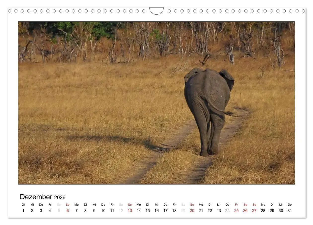 Bild: 9783516197389 | Afrikanische Elefanten (Wandkalender 2026 DIN A3 quer), CALVENDO...