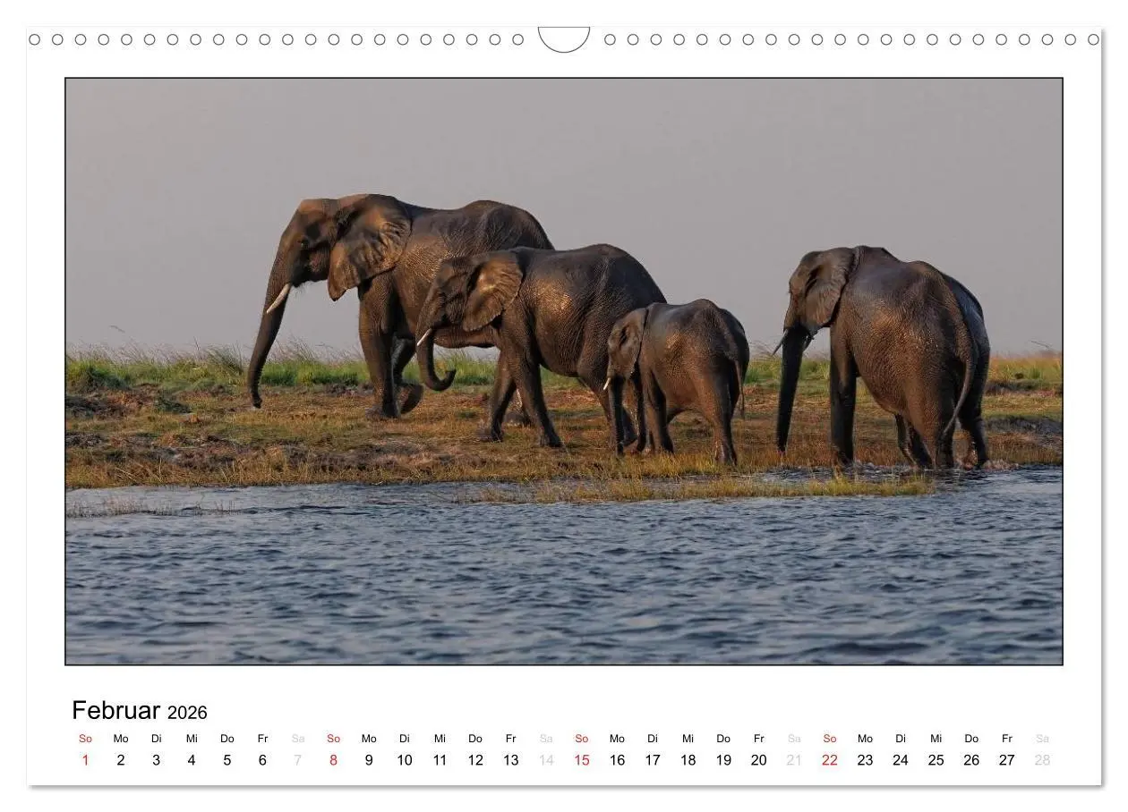 Bild: 9783516197389 | Afrikanische Elefanten (Wandkalender 2026 DIN A3 quer), CALVENDO...