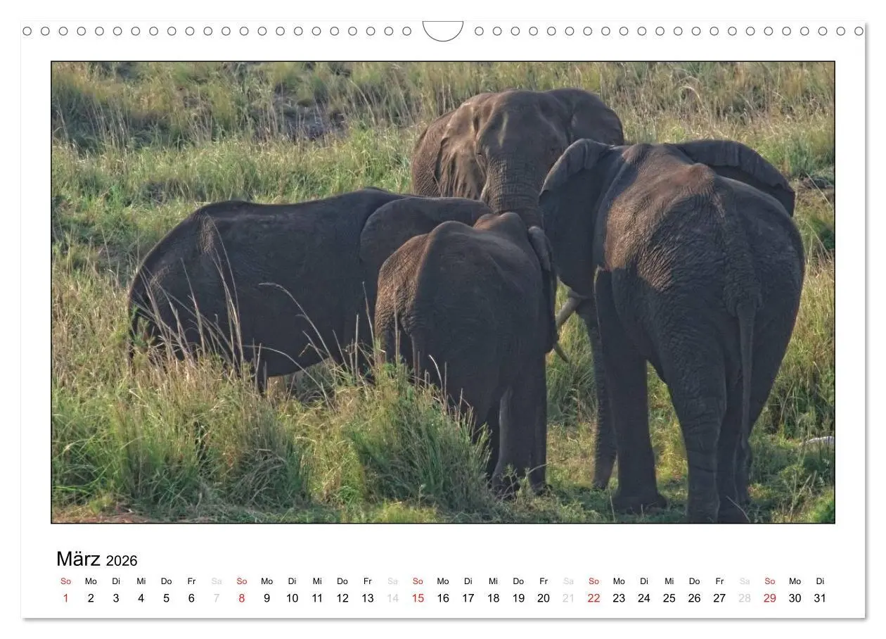 Bild: 9783516197389 | Afrikanische Elefanten (Wandkalender 2026 DIN A3 quer), CALVENDO...