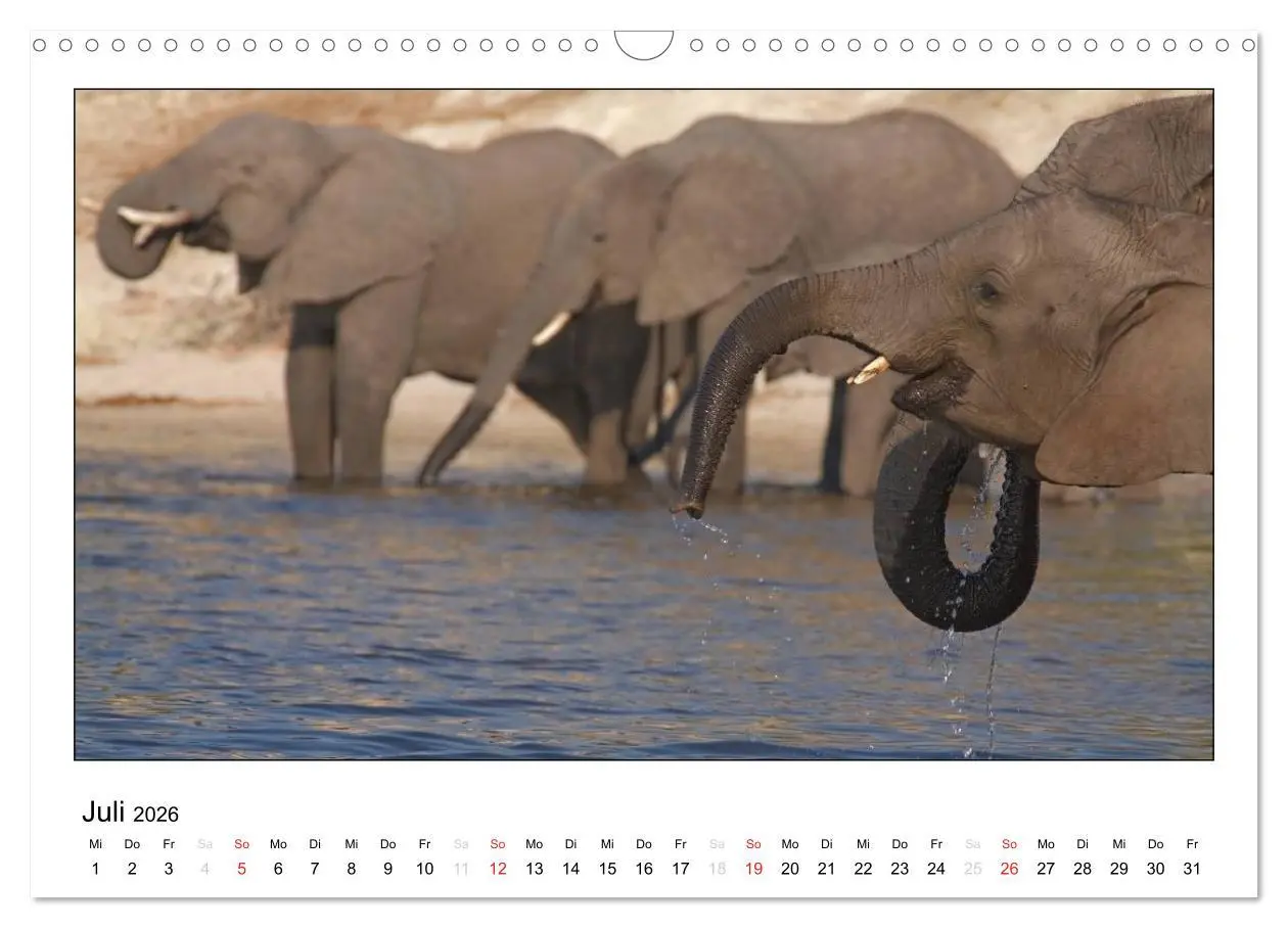 Bild: 9783516197389 | Afrikanische Elefanten (Wandkalender 2026 DIN A3 quer), CALVENDO...