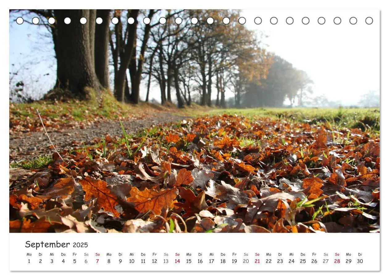Bild: 9783435077489 | Zauberhaftes Ammerland (Tischkalender 2025 DIN A5 quer), CALVENDO...