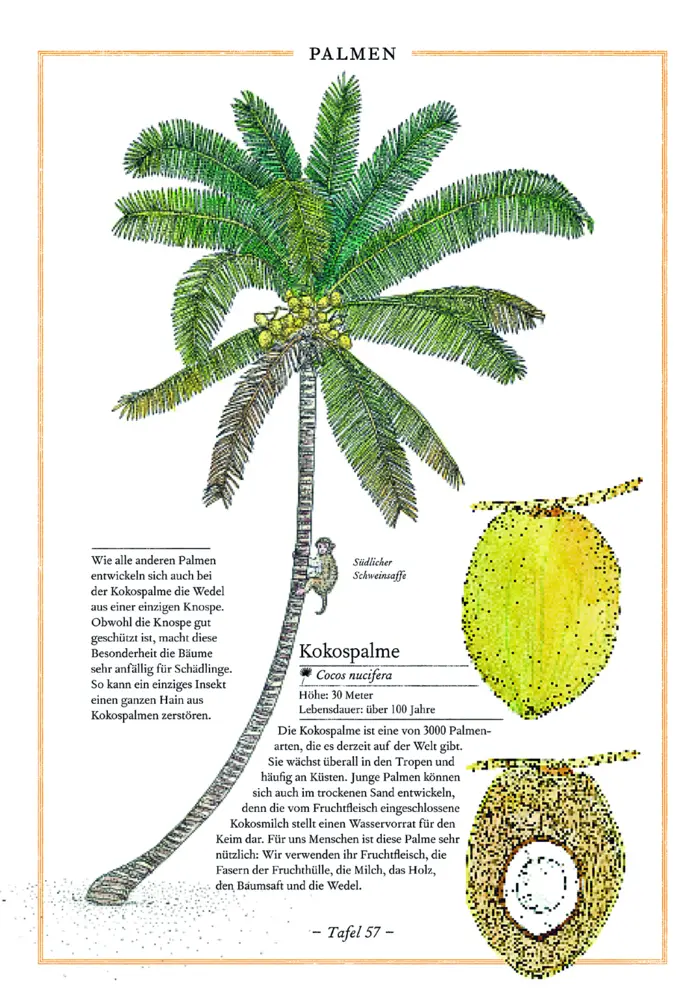 Bild: 9783836957489 | Birke, Buche, Baobab | Bäume und Sträucher aus aller Welt | Aladjidi