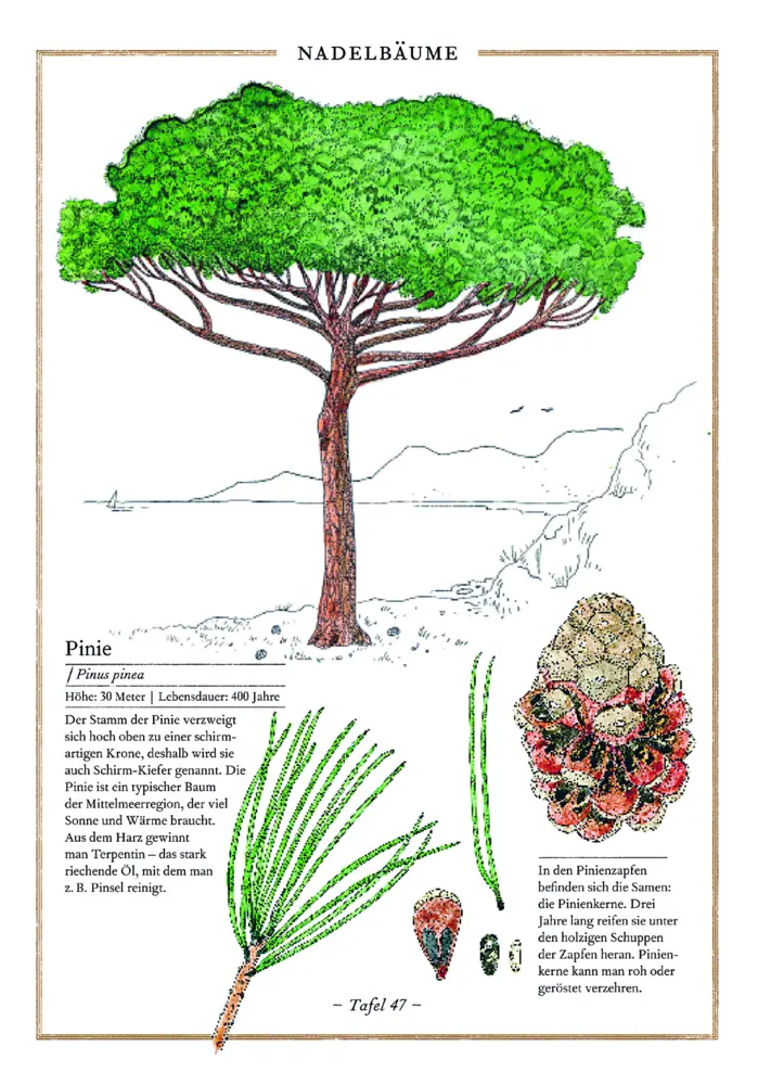 Bild: 9783836957489 | Birke, Buche, Baobab | Bäume und Sträucher aus aller Welt | Aladjidi