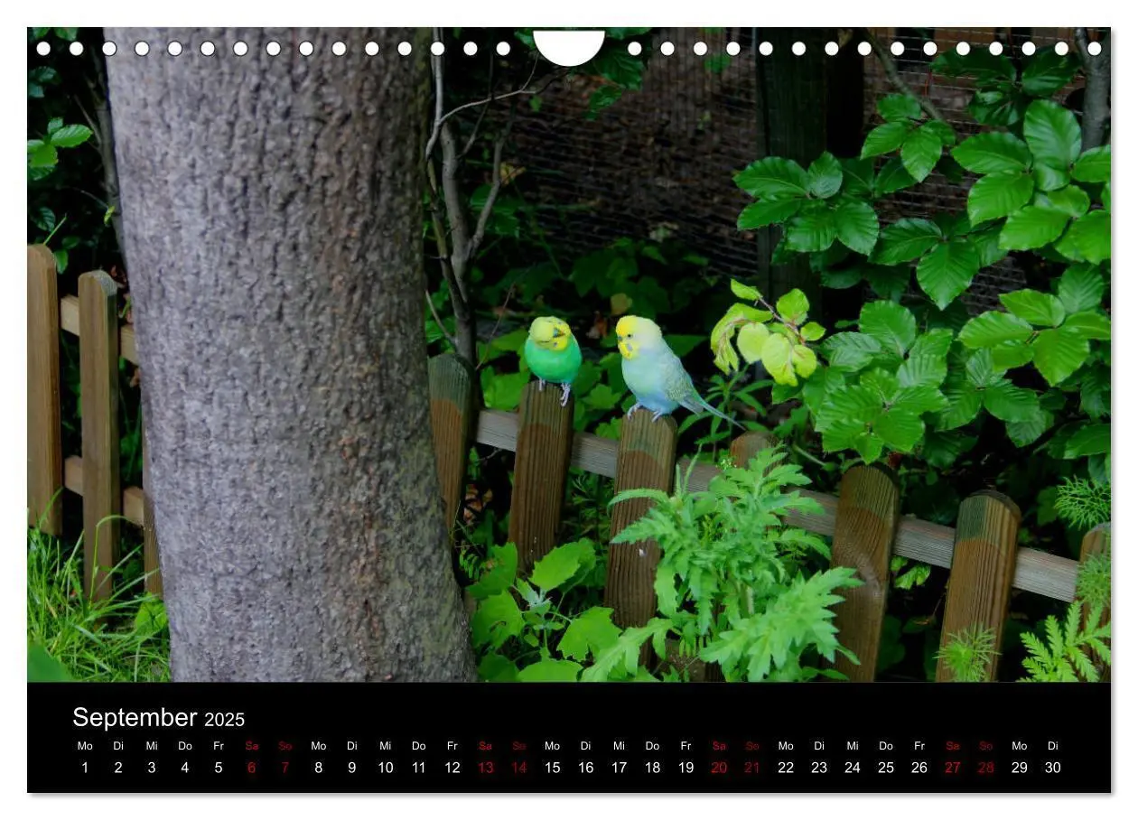 Bild: 9783435447589 | Wellensittichträume - Der neue Wellensittich-Naturkalender...